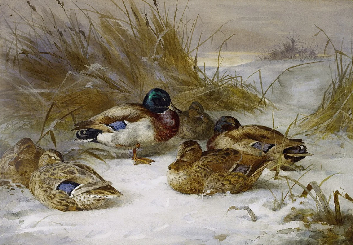 Winter landscape with mallard.