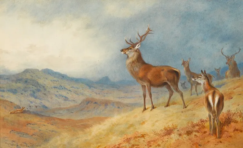 Red Deer In A Highland Landscape