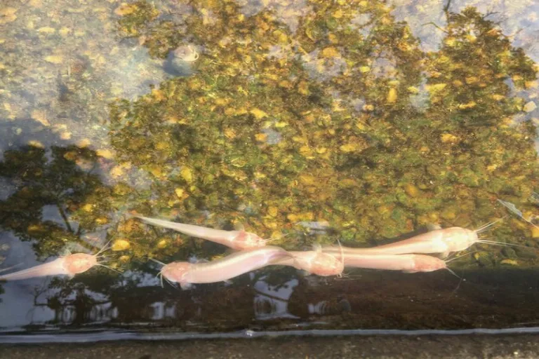 Impressionism: Capturing Light, Life and the Moment in Art – GFM Painting UK