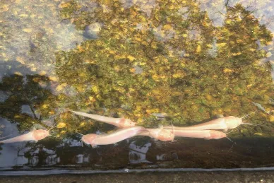 Impressionism: Capturing Light, Life and the Moment in Art – GFM Painting UK