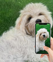 Dogs
