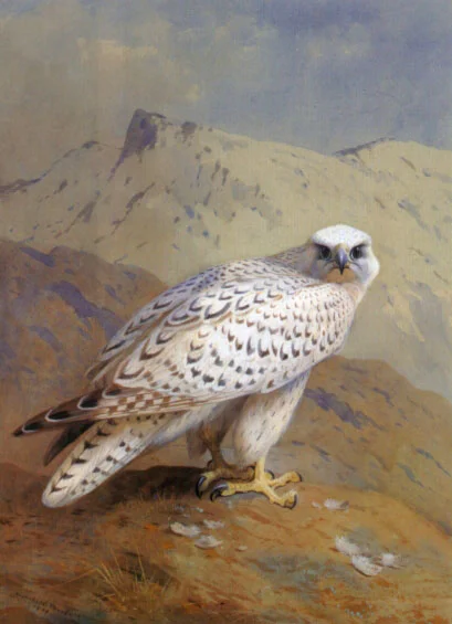 Buy Archibald Thorburn A Greenland or Gyr Falcon Oil Painting - Hand Painted Reproduction