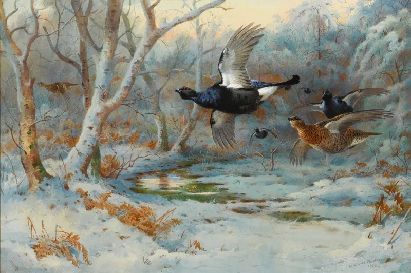 Buy Archibald Thorburn Black Grouse In Flight In A Winter Woodland Oil Painting - Hand Painted Reproduction