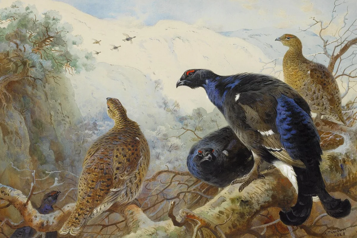 Buy Archibald Thorburn Blackgame Oil Painting - Hand Painted Reproduction