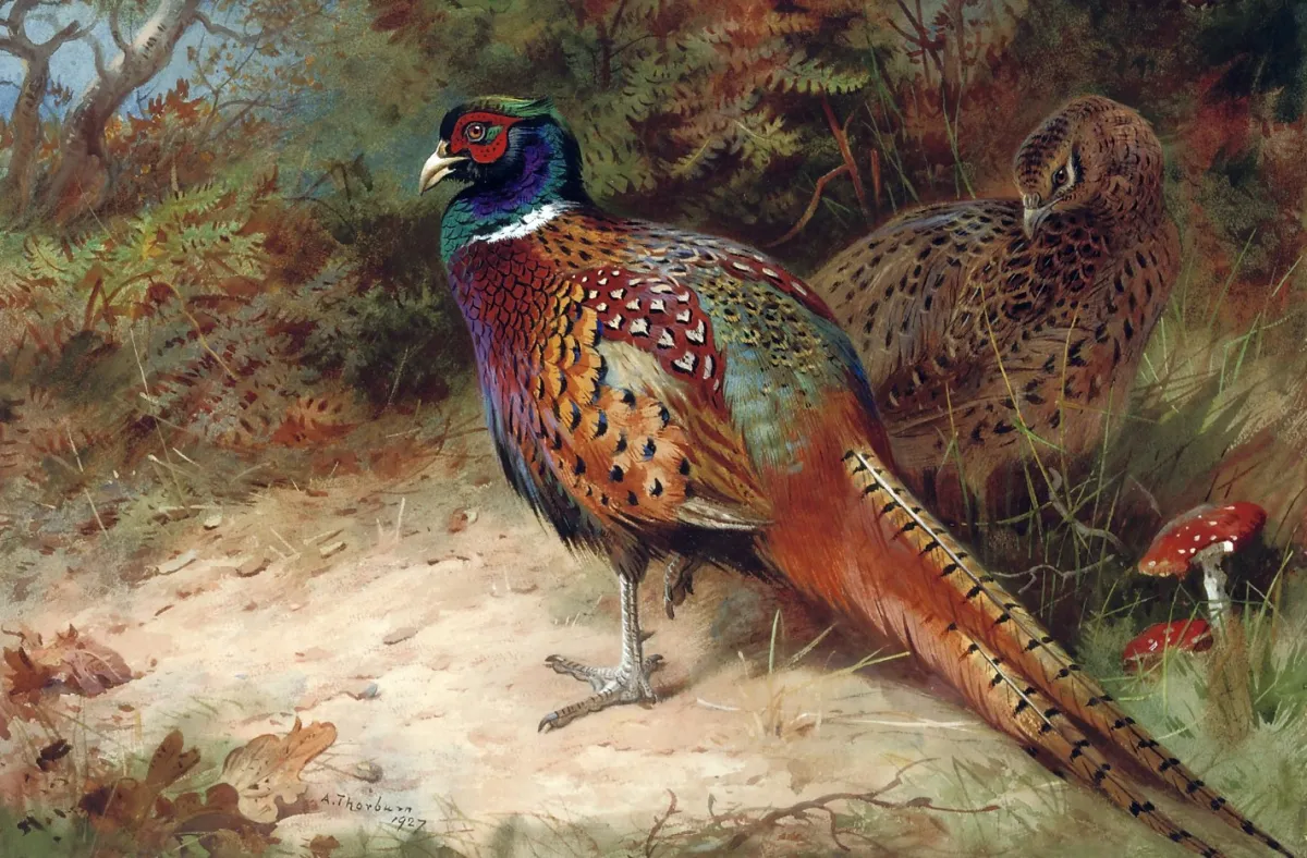 Buy Archibald Thorburn Cock and hen pheasant in the undergrowth Oil Painting - Hand Painted Reproduction