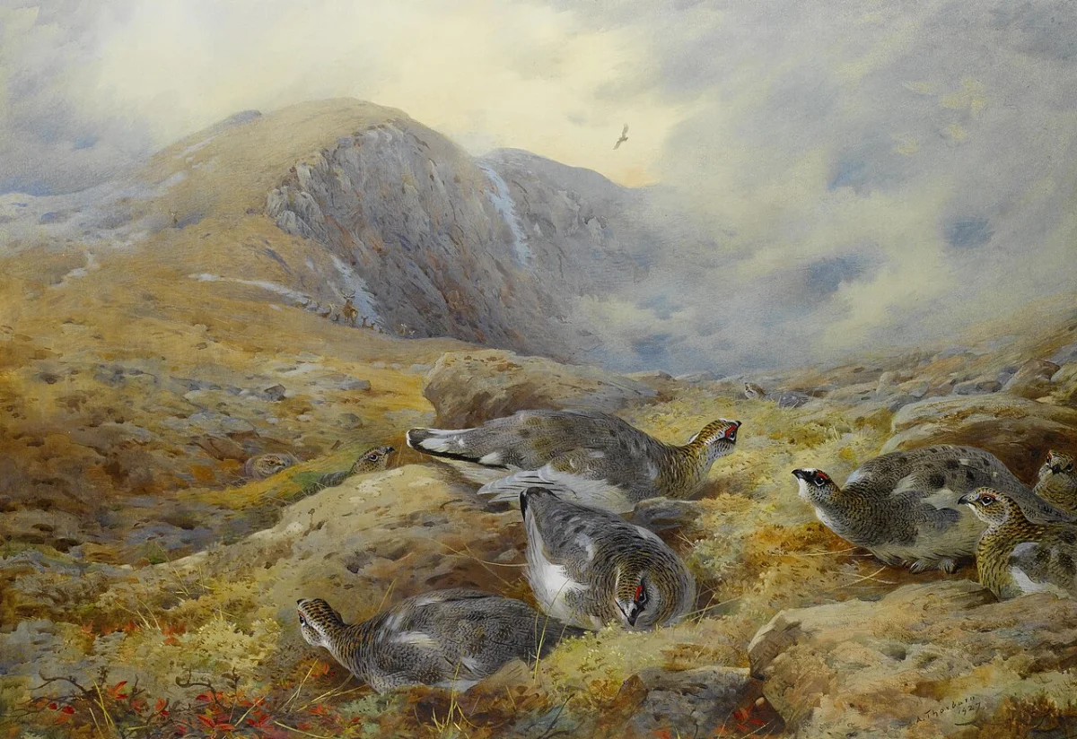 Buy Archibald Thorburn Danger aloft – Ptarmigan Oil Painting - Hand Painted Reproduction