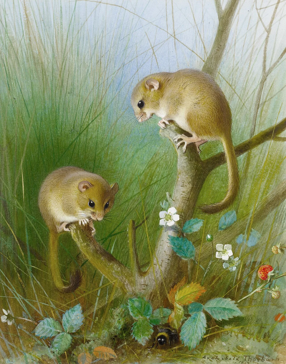 Buy Archibald Thorburn Dormice . Oil Painting - Hand Painted Reproduction