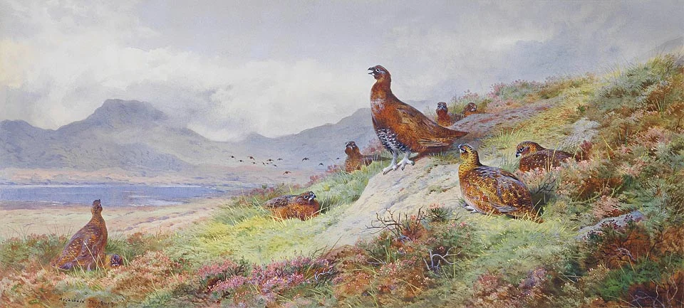 Buy Archibald Thorburn King of the roost Oil Painting - Hand Painted Reproduction