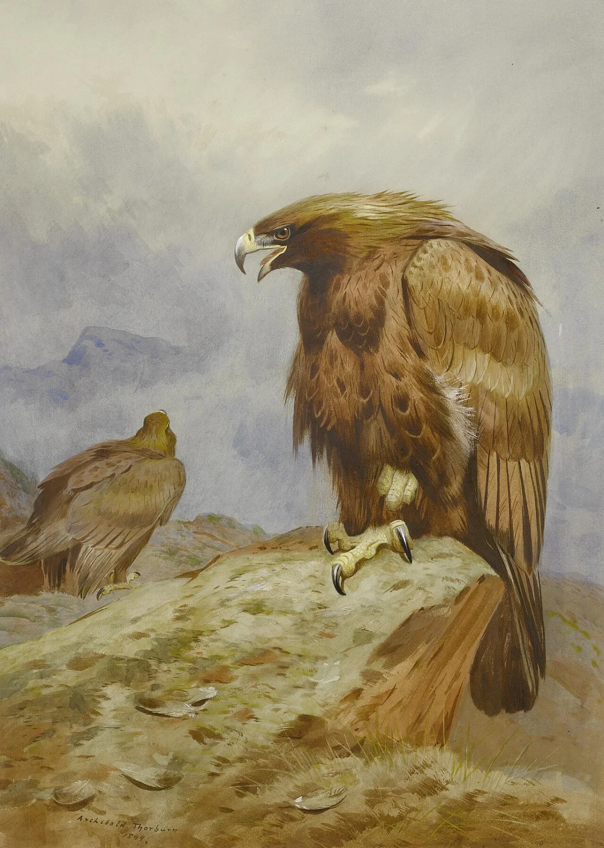 Buy Archibald Thorburn Pair of Golden Eagles Oil Painting - Hand Painted Reproduction