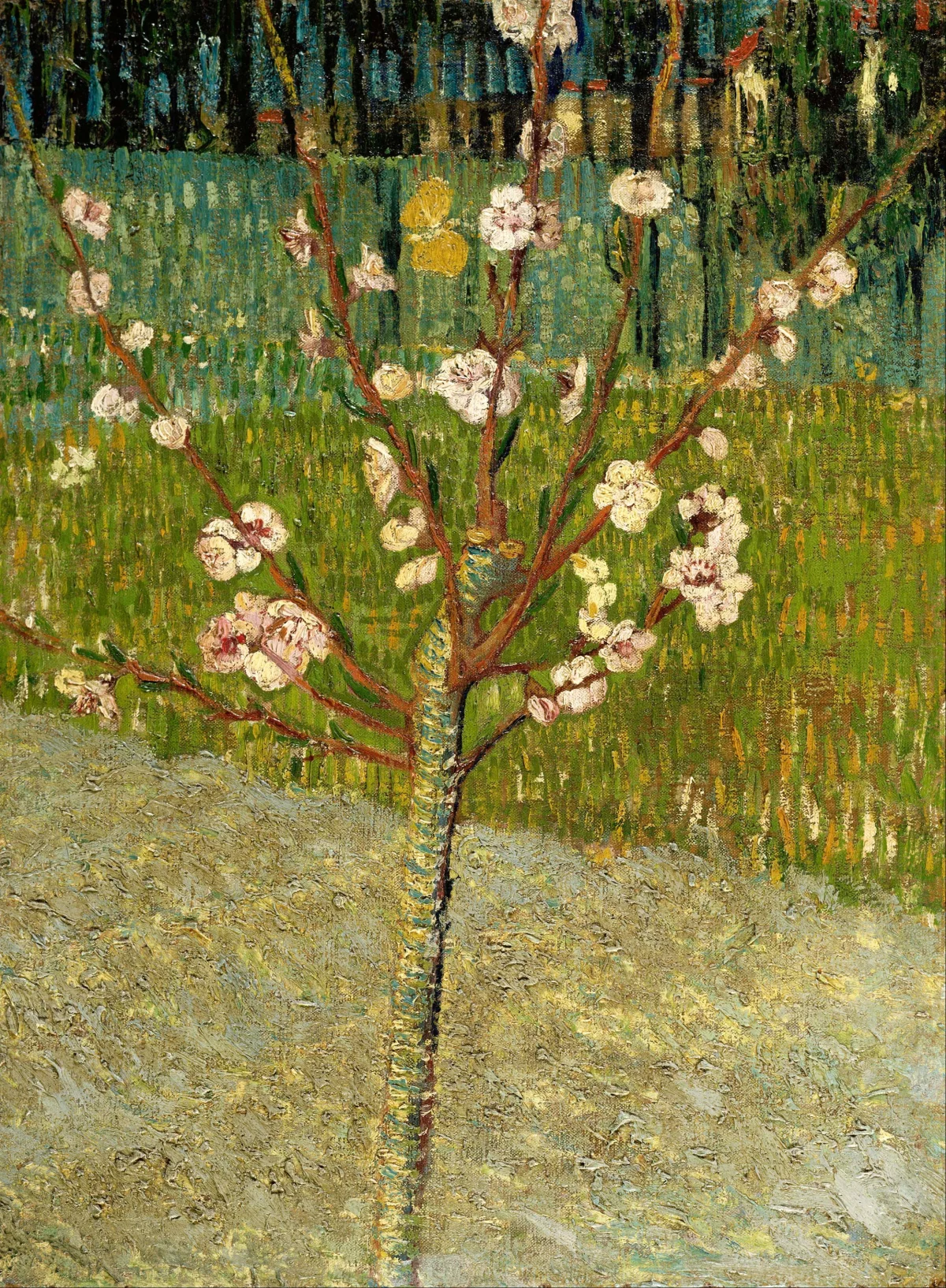 Buy Vincent Van Gogh Peach Trees in Blossom Oil Painting - Hand Painted Reproduction