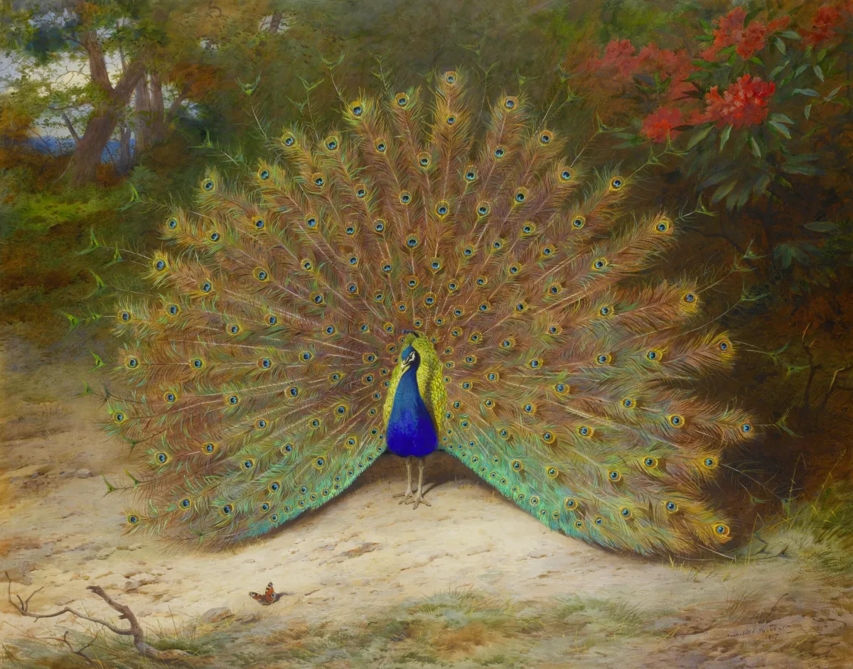 Buy Archibald Thorburn Peacock and Peacock Butterfly Oil Painting - Hand Painted Reproduction