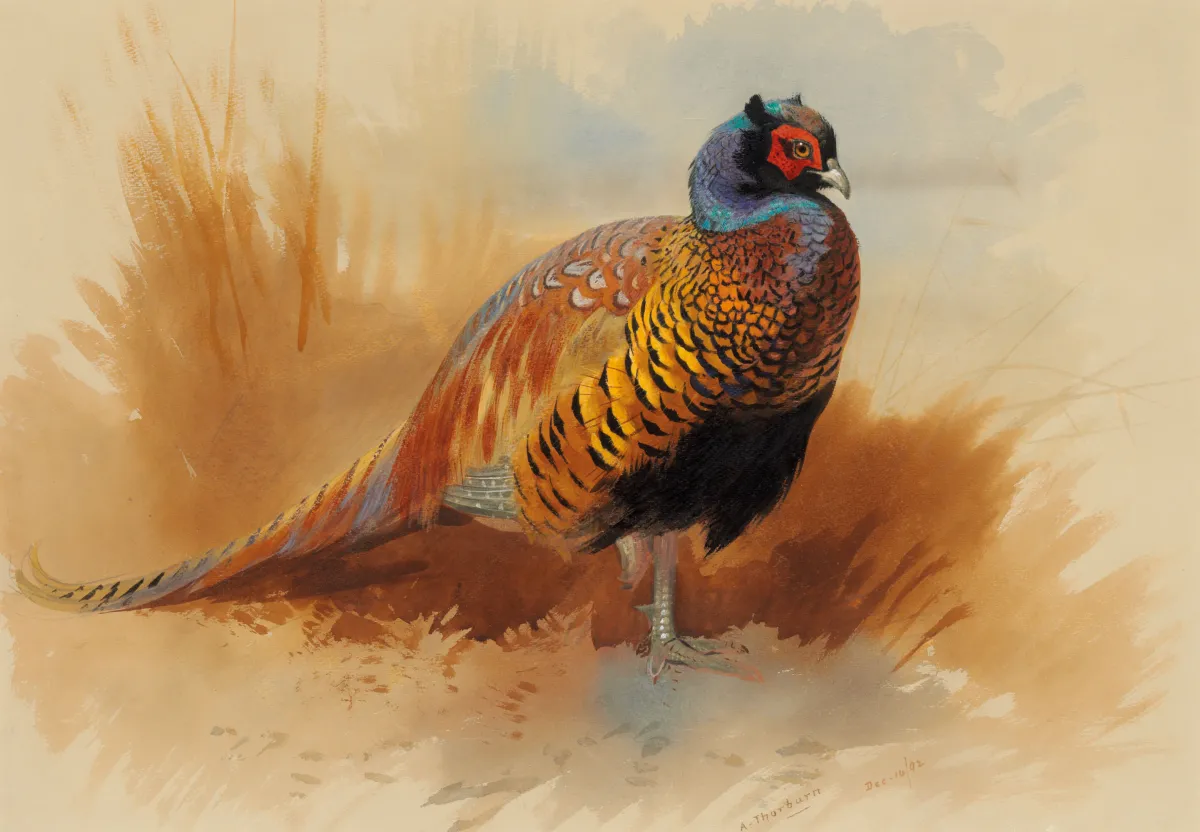 Buy Archibald Thorburn Study of a cock pheasant Oil Painting - Hand Painted Reproduction