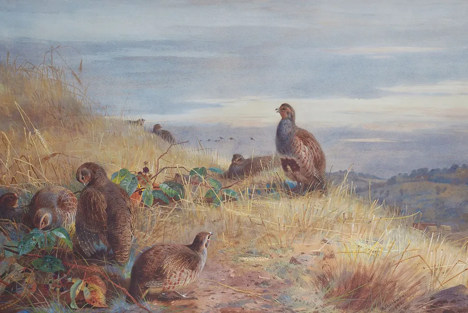 Buy Archibald Thorburn The Covey at Daybreak Oil Painting - Hand Painted Reproduction