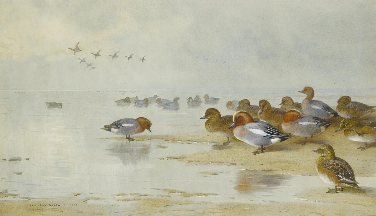 Buy Archibald Thorburn Wigeon and Teal by the water's edge. Oil Painting - Hand Painted Reproduction
