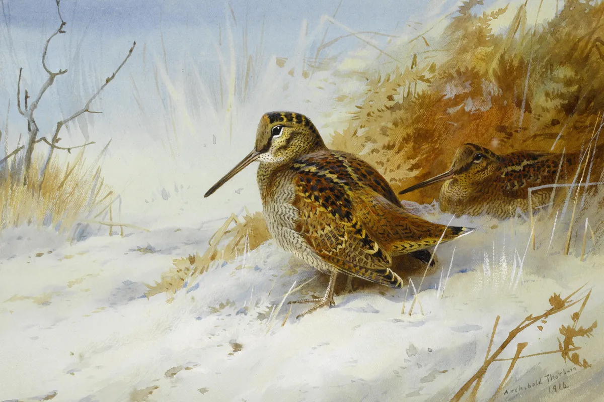 Buy Archibald Thorburn Winter Woodcock Oil Painting - Hand Painted Reproduction