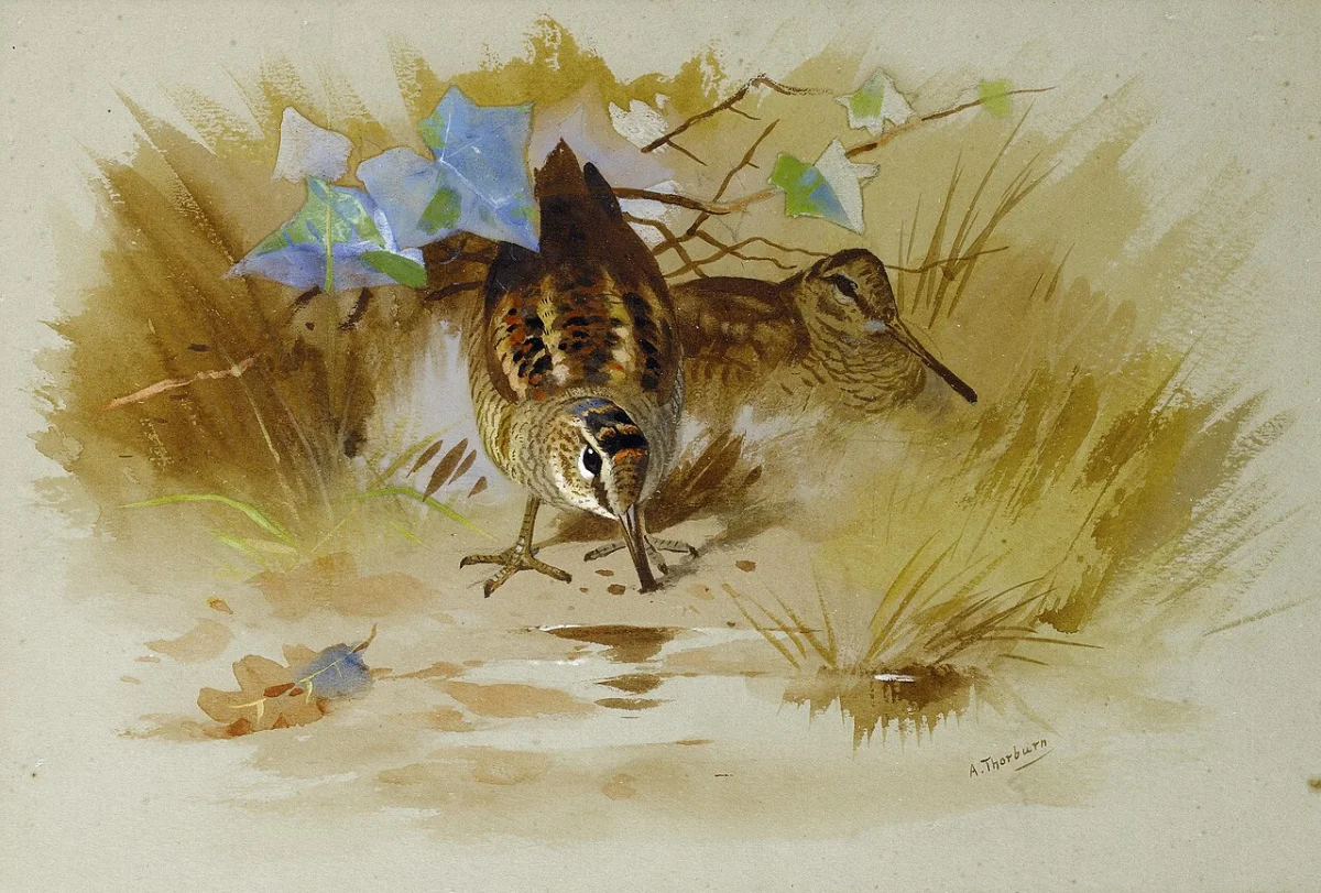 Buy Archibald Thorburn Woodcock in a sandy hollow. Oil Painting - Hand Painted Reproduction
