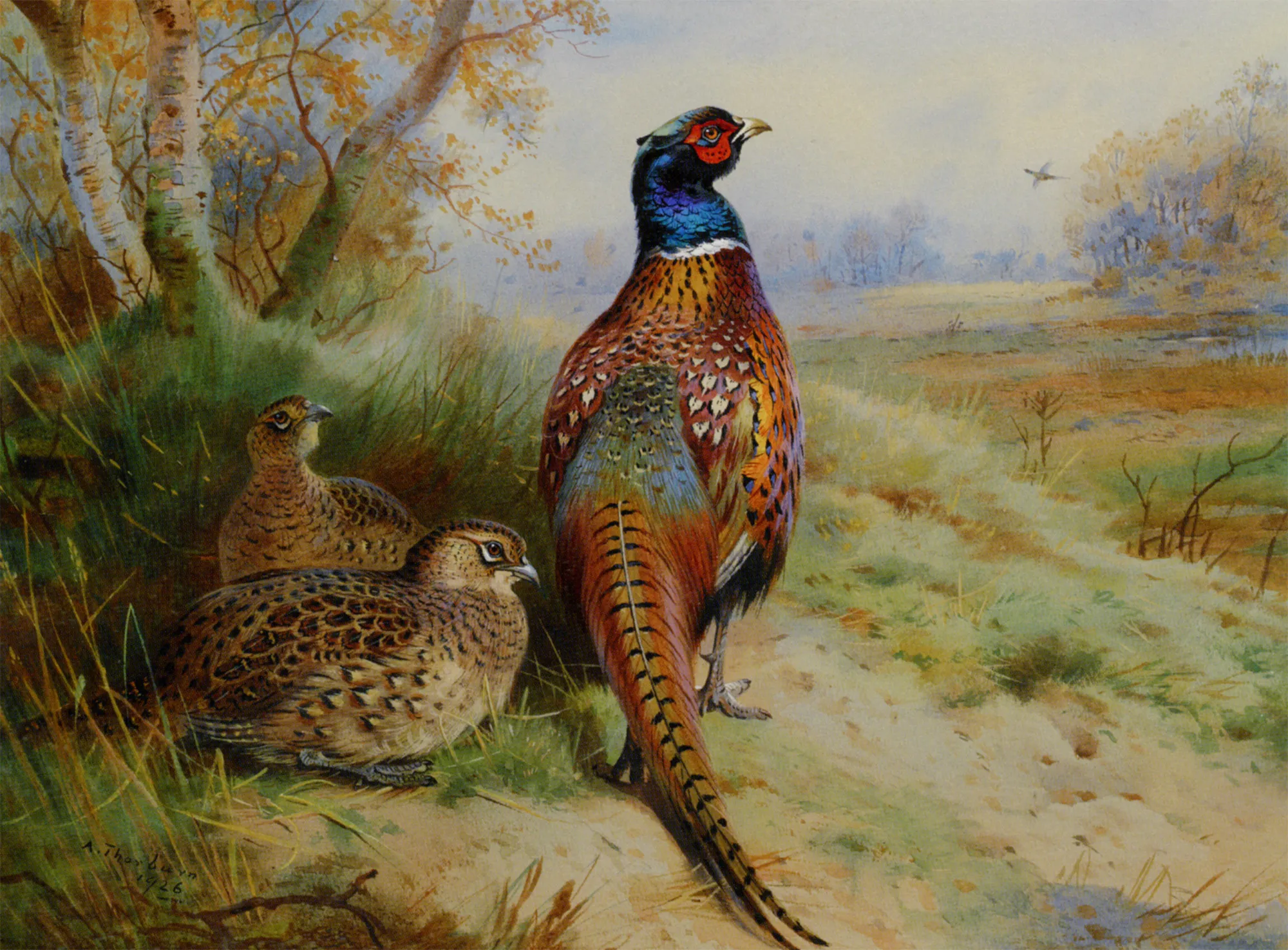 Buy Archibald Thorburn Cock and Hen Pheasant at the Edge of a Wood Oil Painting - Hand Painted Reproduction