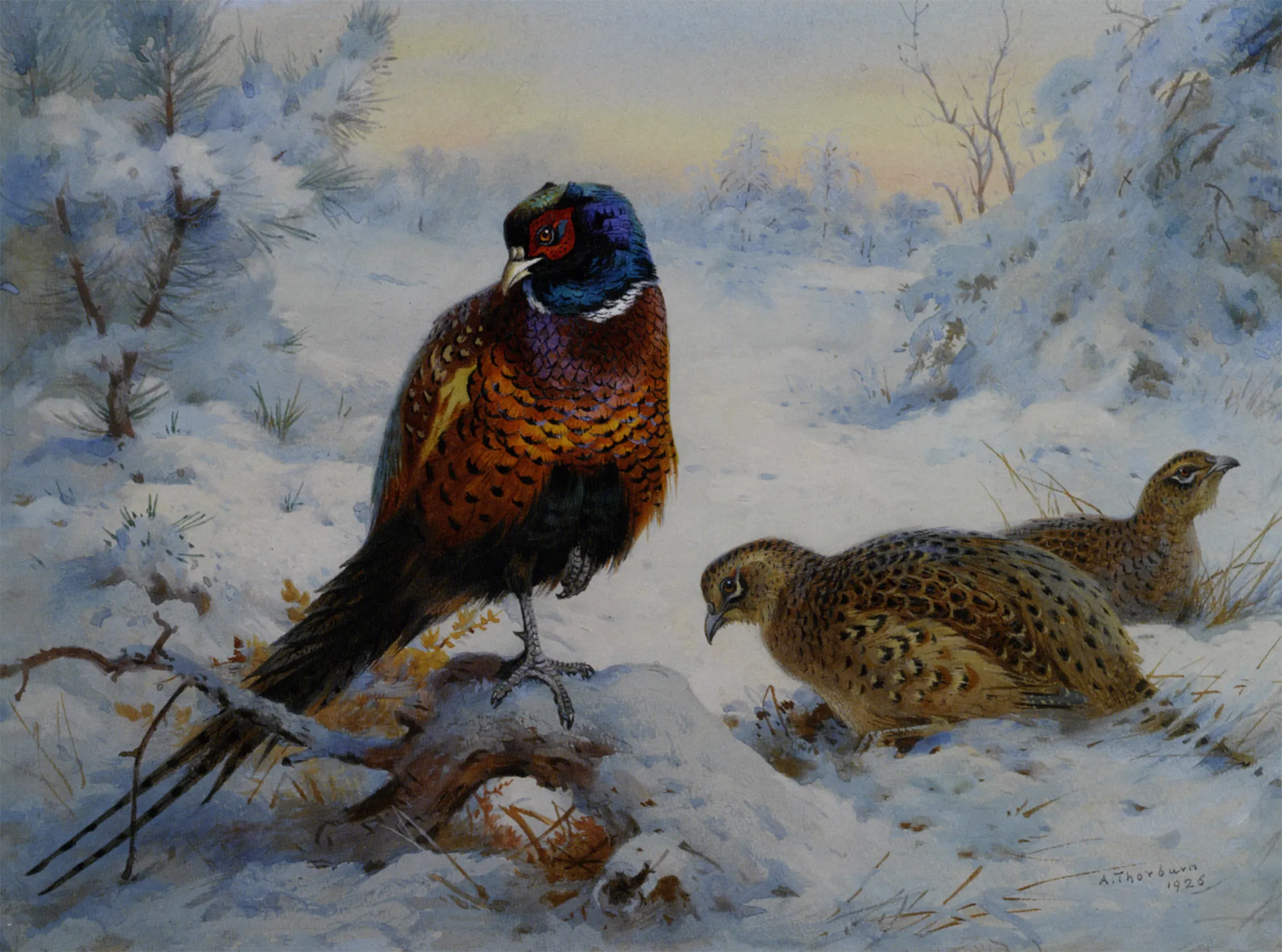 Buy Archibald Thorburn Cock and Hen Pheasant in Winter Oil Painting - Hand Painted Reproduction