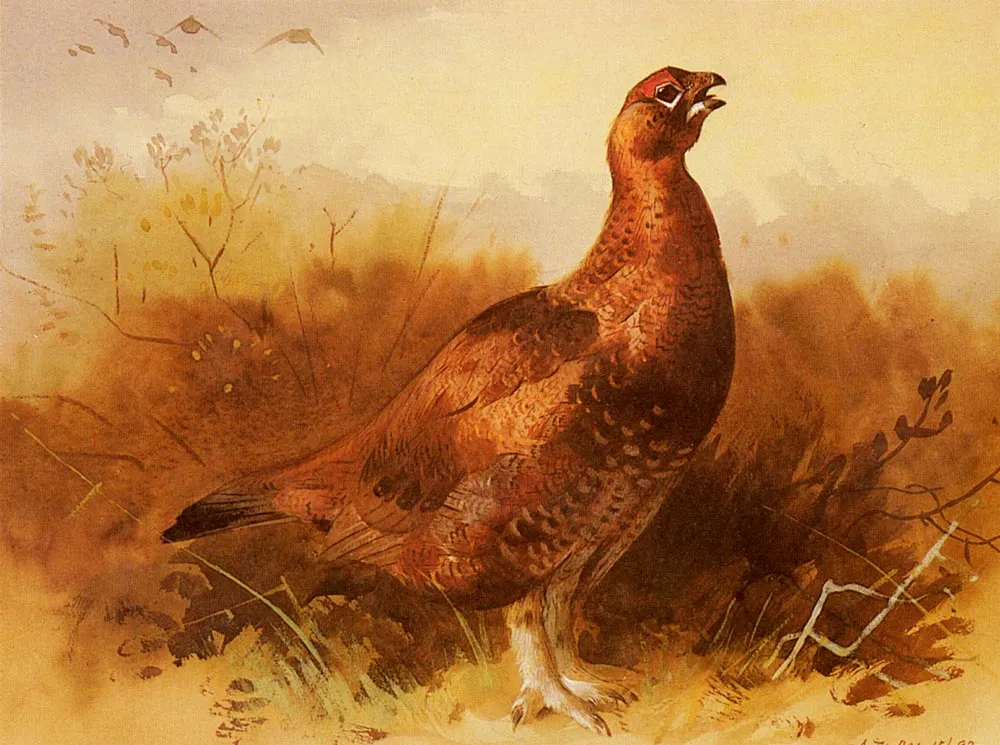 Buy Archibald Thorburn Cock Grouse Oil Painting - Hand Painted Reproduction