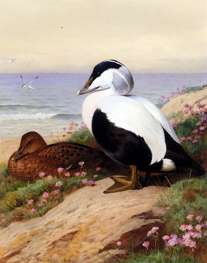 Buy Archibald Thorburn Common Eider Ducks Oil Painting - Hand Painted Reproduction