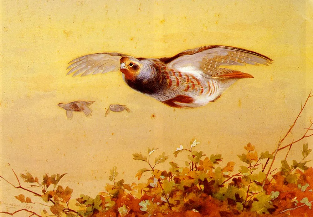 Buy Archibald Thorburn English Partridge In Flight Oil Painting - Hand Painted Reproduction