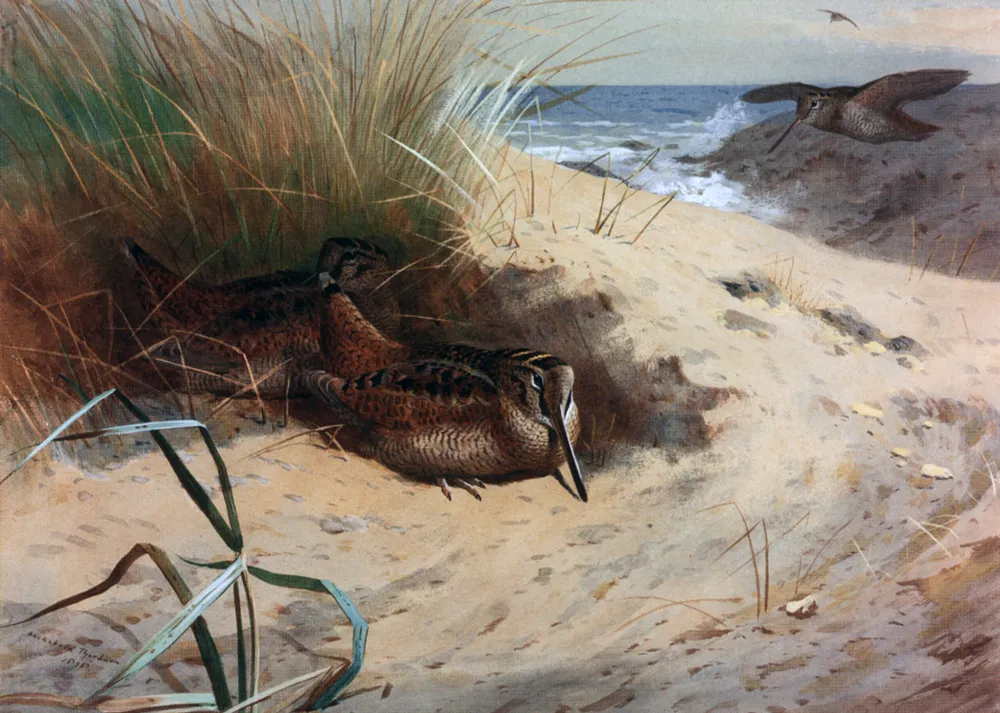 Buy Archibald Thorburn Woodcock Among the Dunes Oil Painting - Hand Painted Reproduction