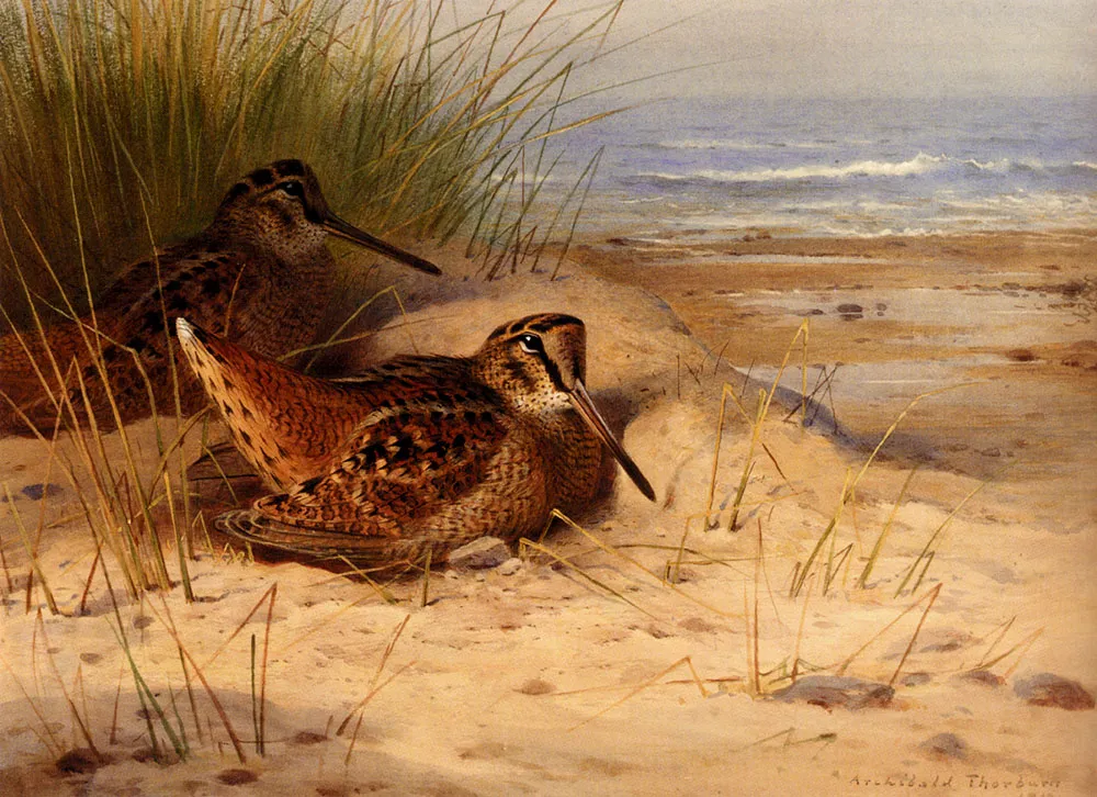 Buy Archibald Thorburn Woodcock Nesting On A Beach Oil Painting - Hand Painted Reproduction