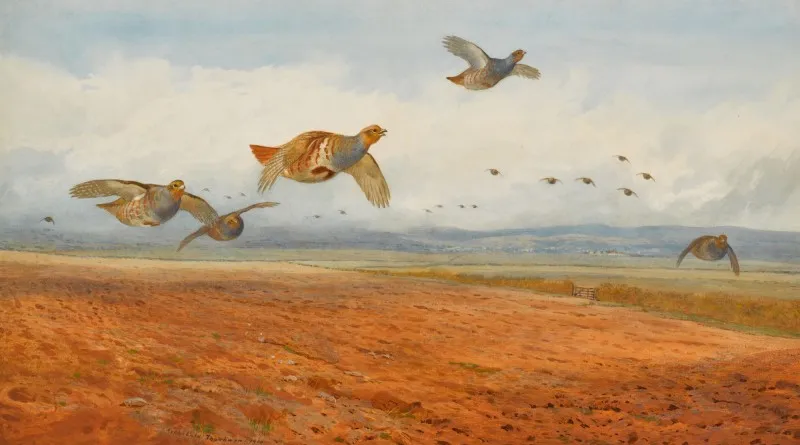 A Covey of Grey Partridge in Flight by Archibald Thorburn