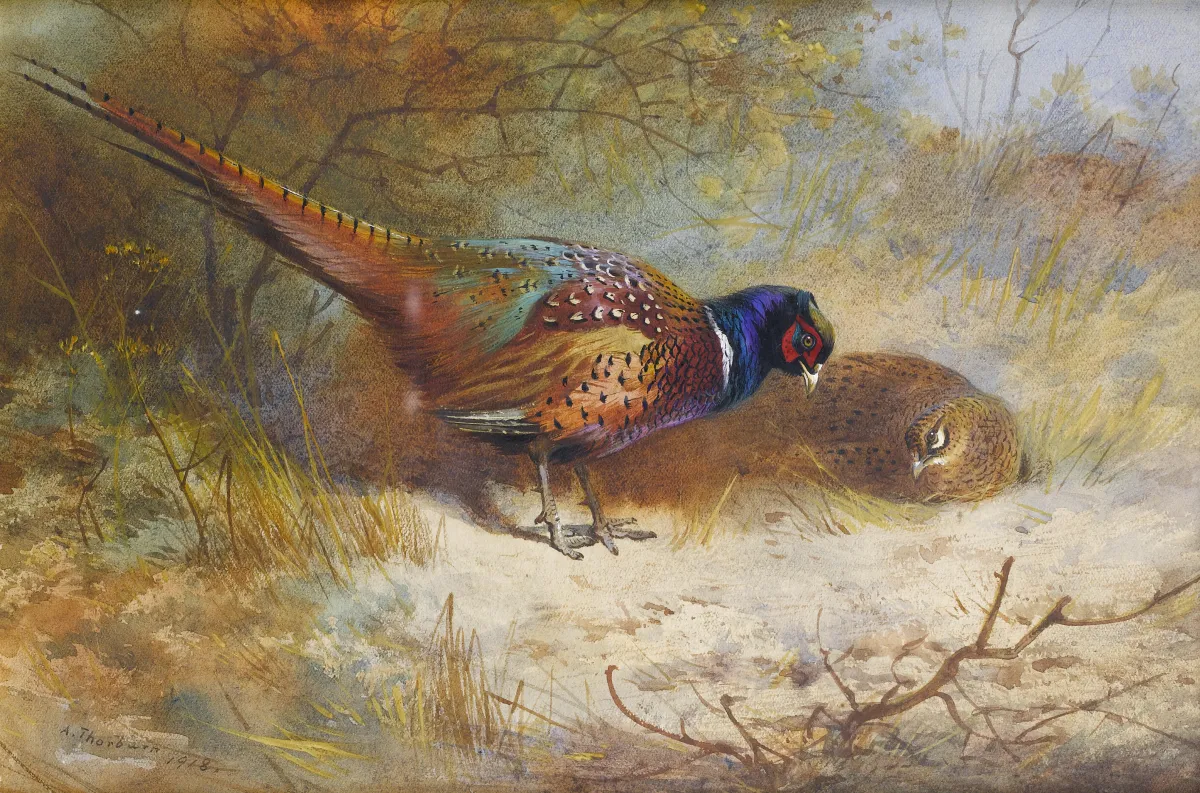 Pheasants. by Archibald Thorburn
