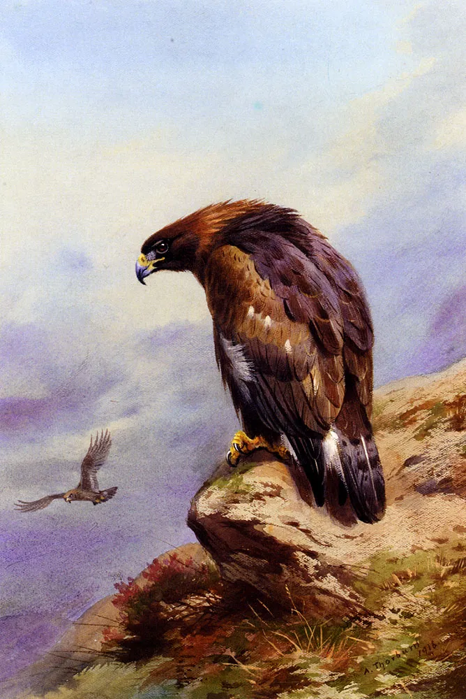A Golden Eagle by Archibald Thorburn