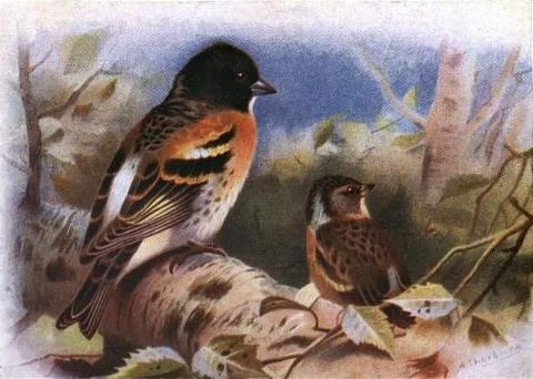 Brambling by Archibald Thorburn