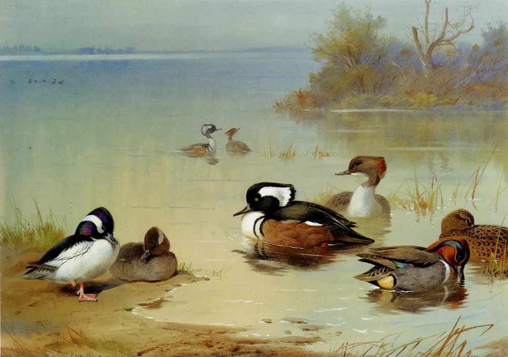 Buffel Headed Duck American Green Winged Teal And Hooded Merganser by Archibald Thorburn