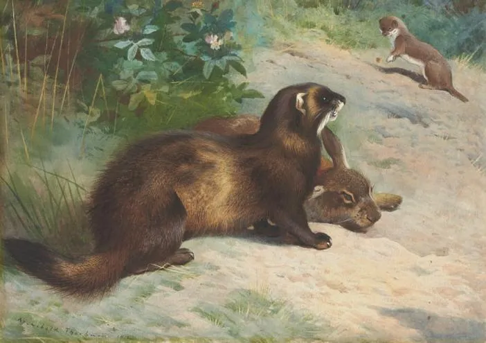 European polecat defending a rabbit carcass from a least weasel by Archibald Thorburn