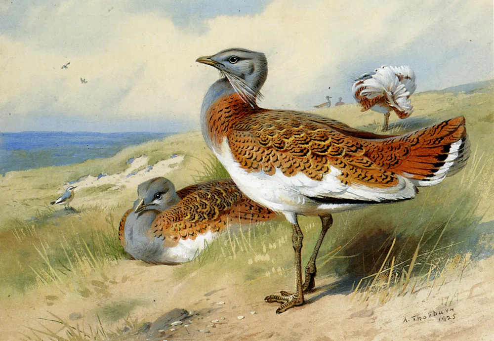 Great bustards by Archibald Thorburn