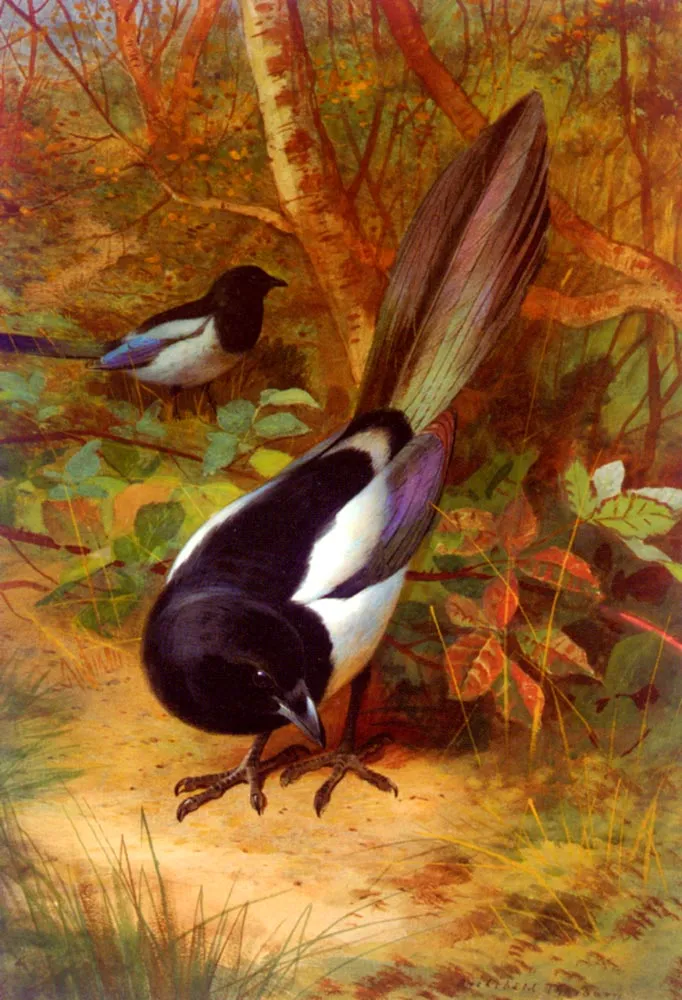 Magpies by Archibald Thorburn