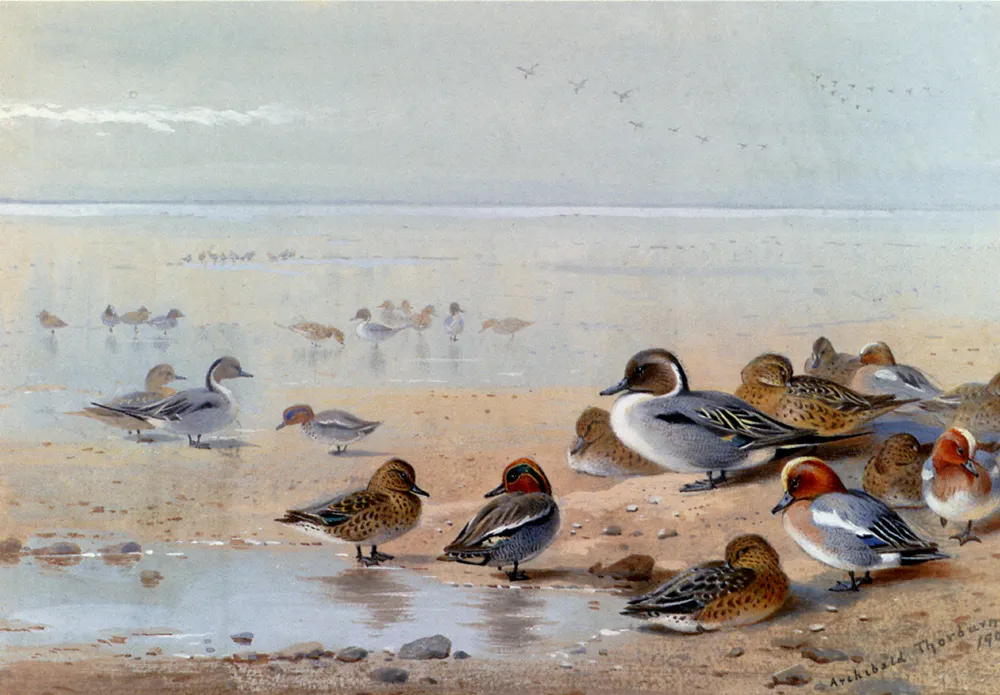 Pintail, Teal And Wigeon, On The Seashore by Archibald Thorburn