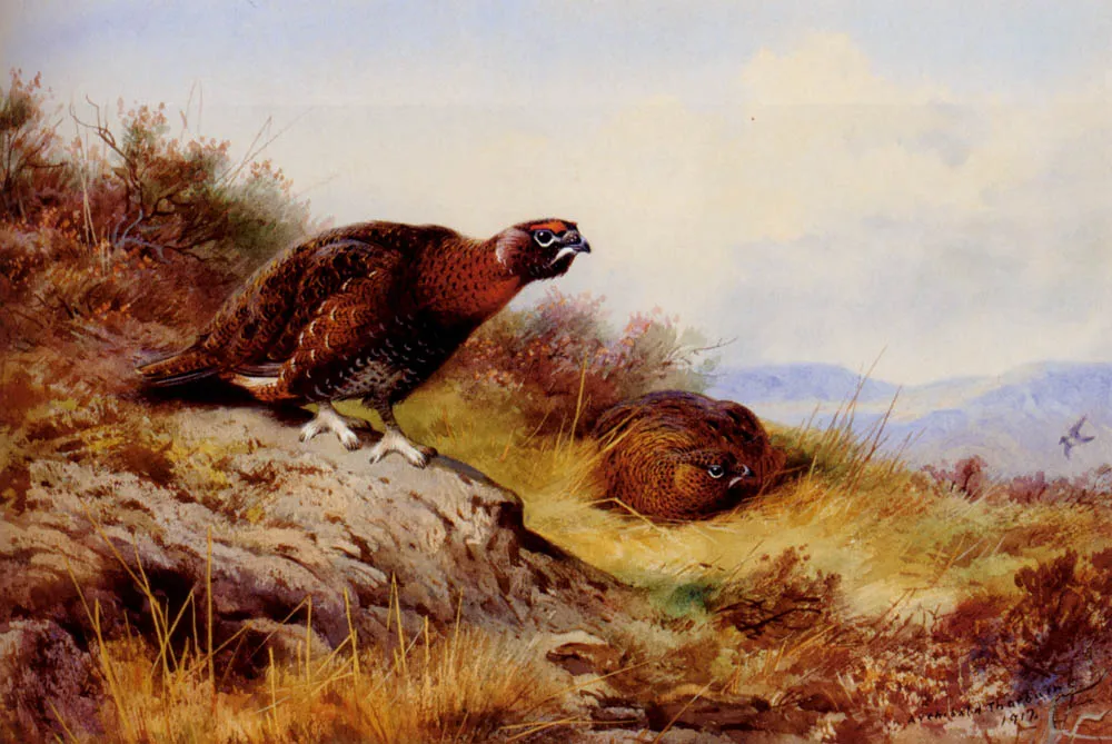 Red Grouse On The Moor by Archibald Thorburn
