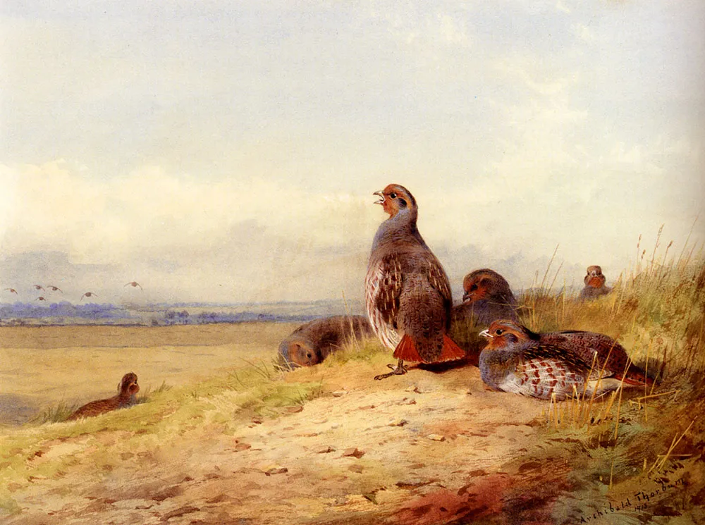Red Partridges by Archibald Thorburn