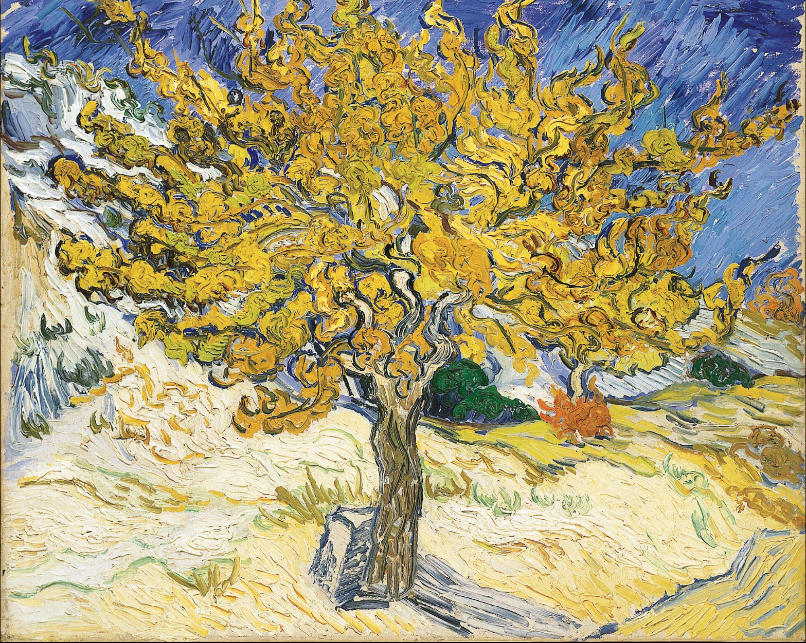 Mulberry Tree