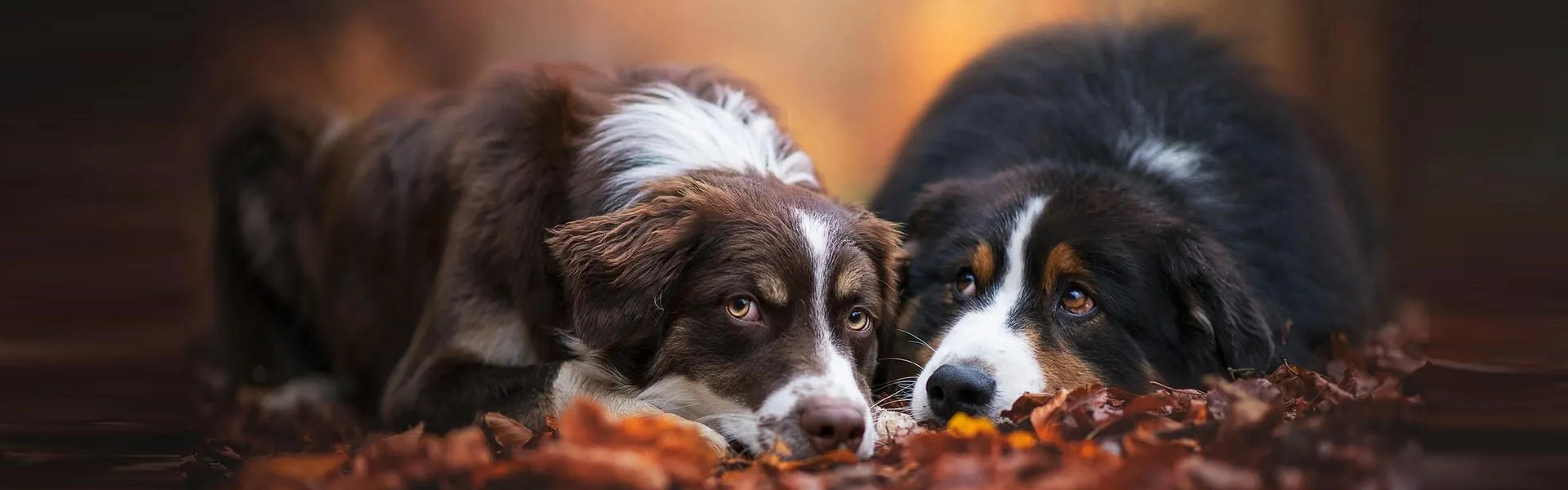 Dogs portrait