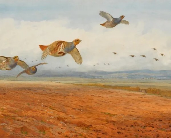 A Covey of Grey Partridge in Flight by Archibald Thorburn Original Oil Painting - GFM Painting