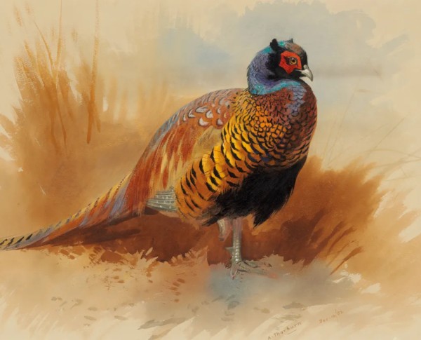 Study of a cock pheasant by Archibald Thorburn Original Oil Painting - GFM Painting
